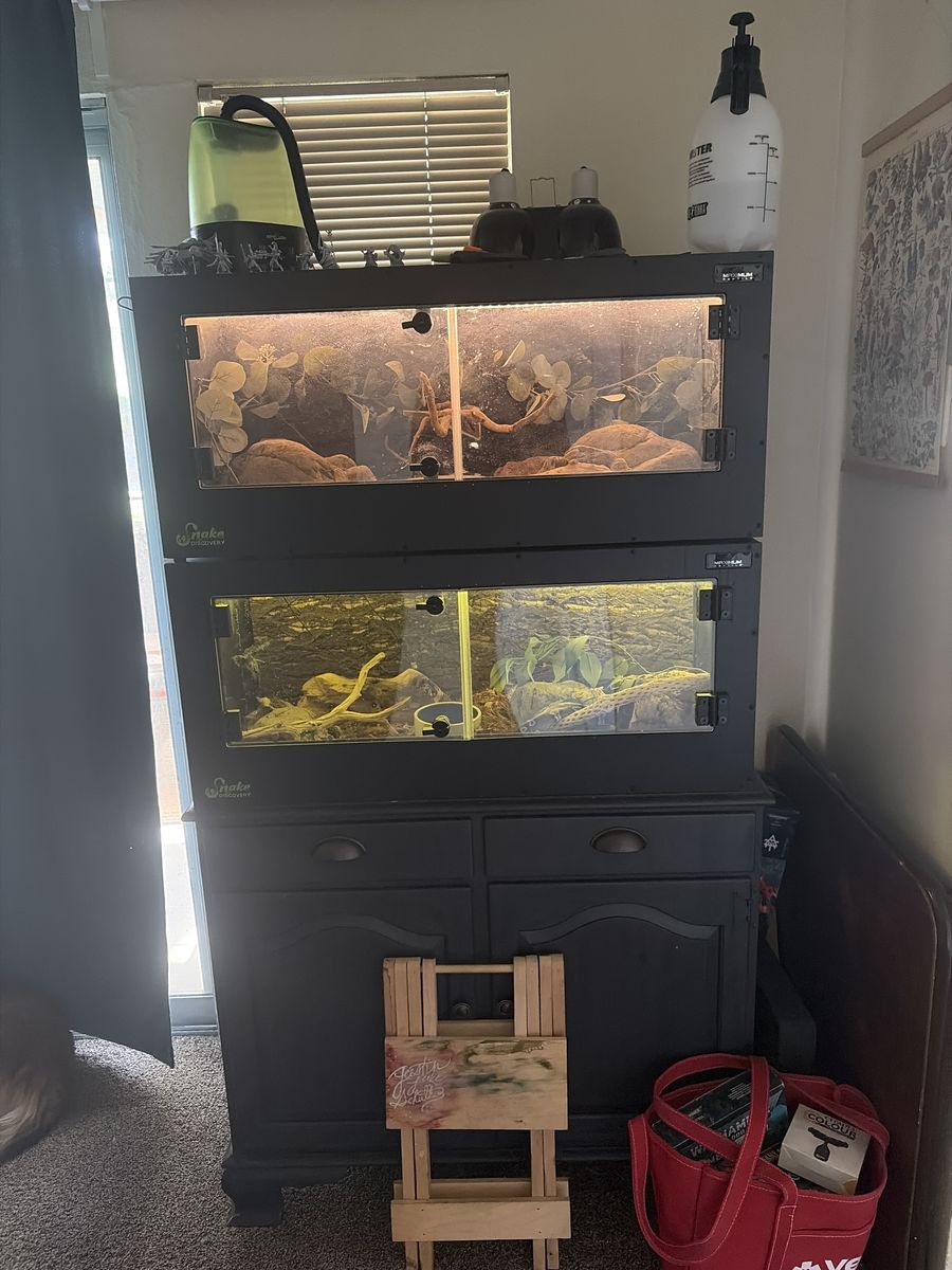 Ball python Set Up