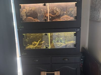 Ball python Set Up
