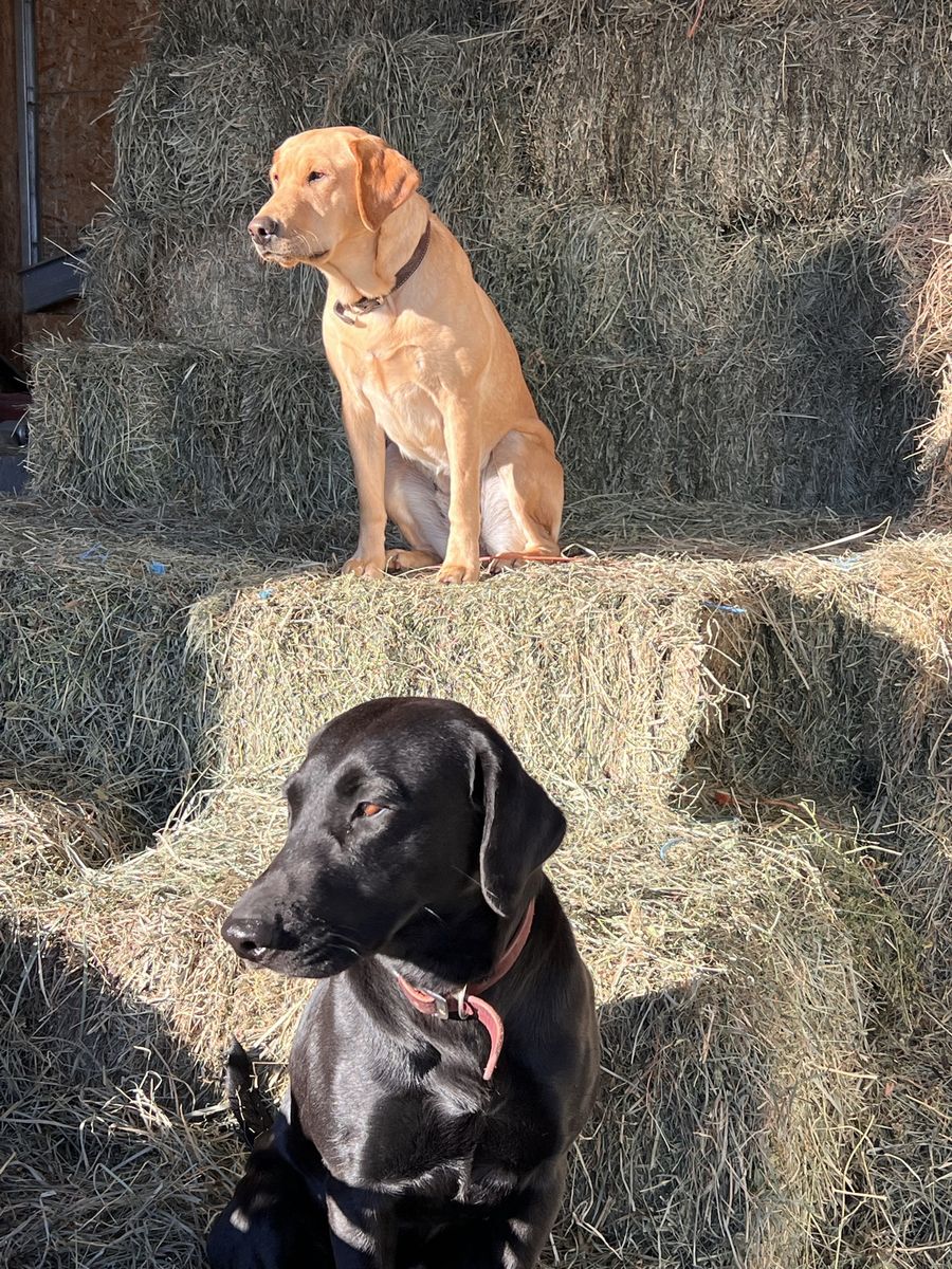 Black and Yellow AKC Labradors