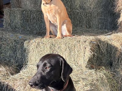 Black and Yellow AKC Labradors