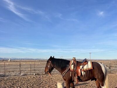 Custom pulled wool saddle pads