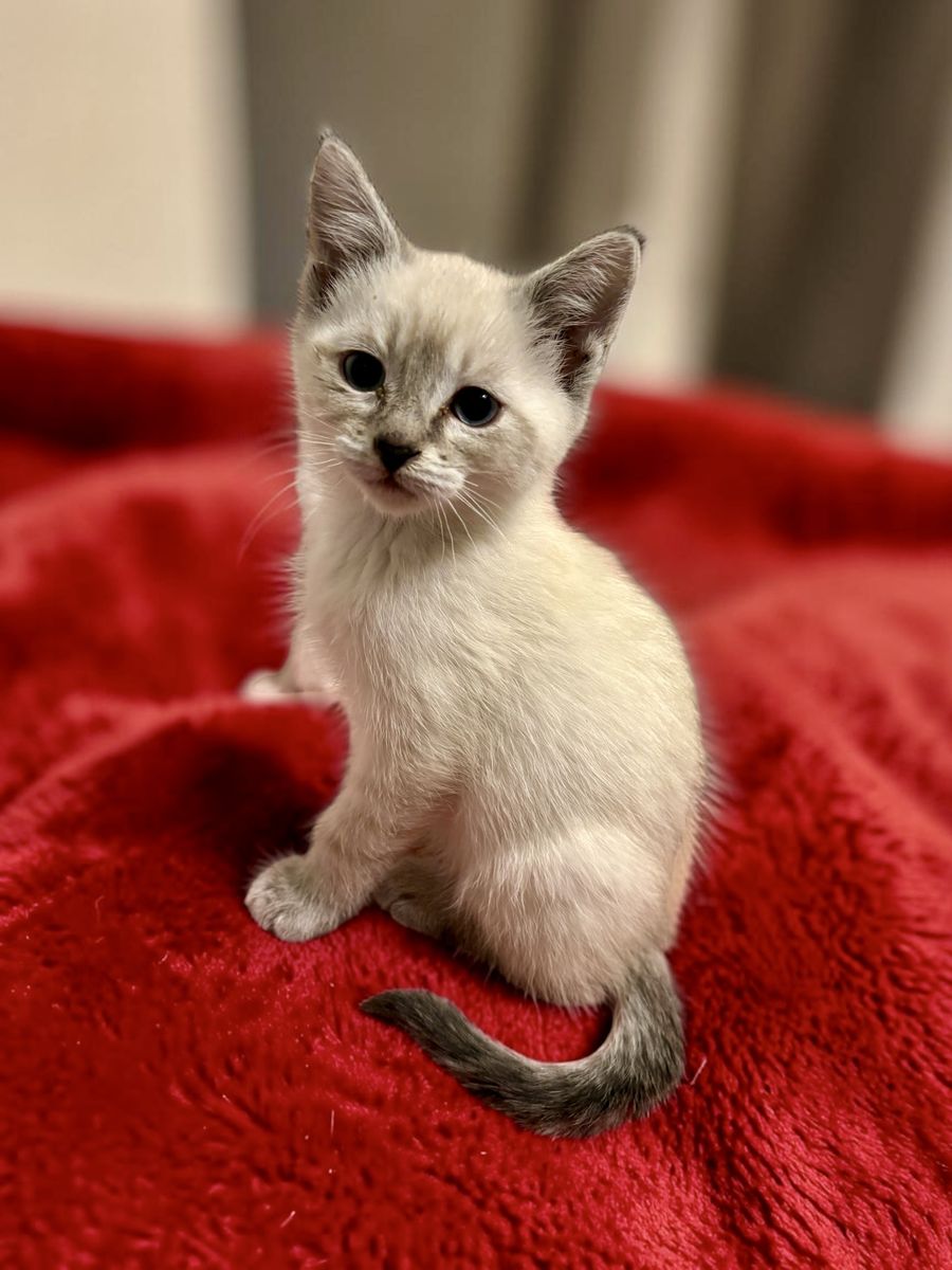 Playful Blue Lynx Point Siamese Male Kitten