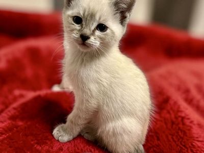 Playful Blue Lynx Point Siamese Male Kitten