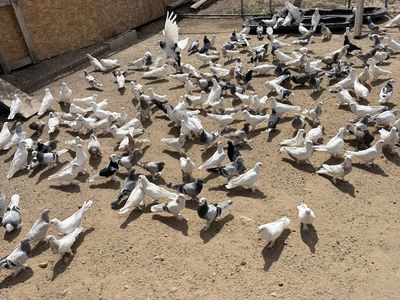 Healthy Pigeons for Release or have as a pet - Various Colors - Fireworks Alternative for Celebrations