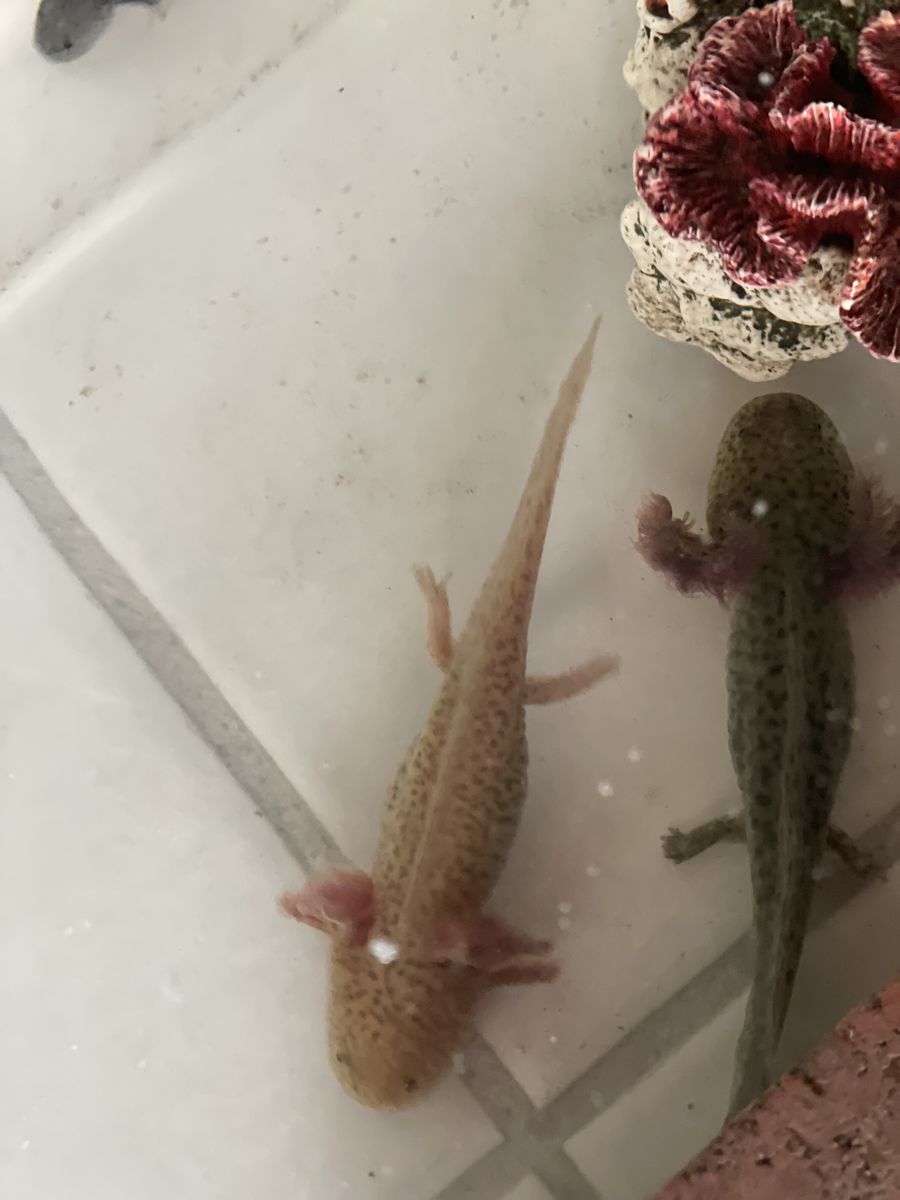 Axolotls for sale