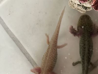Axolotls for sale