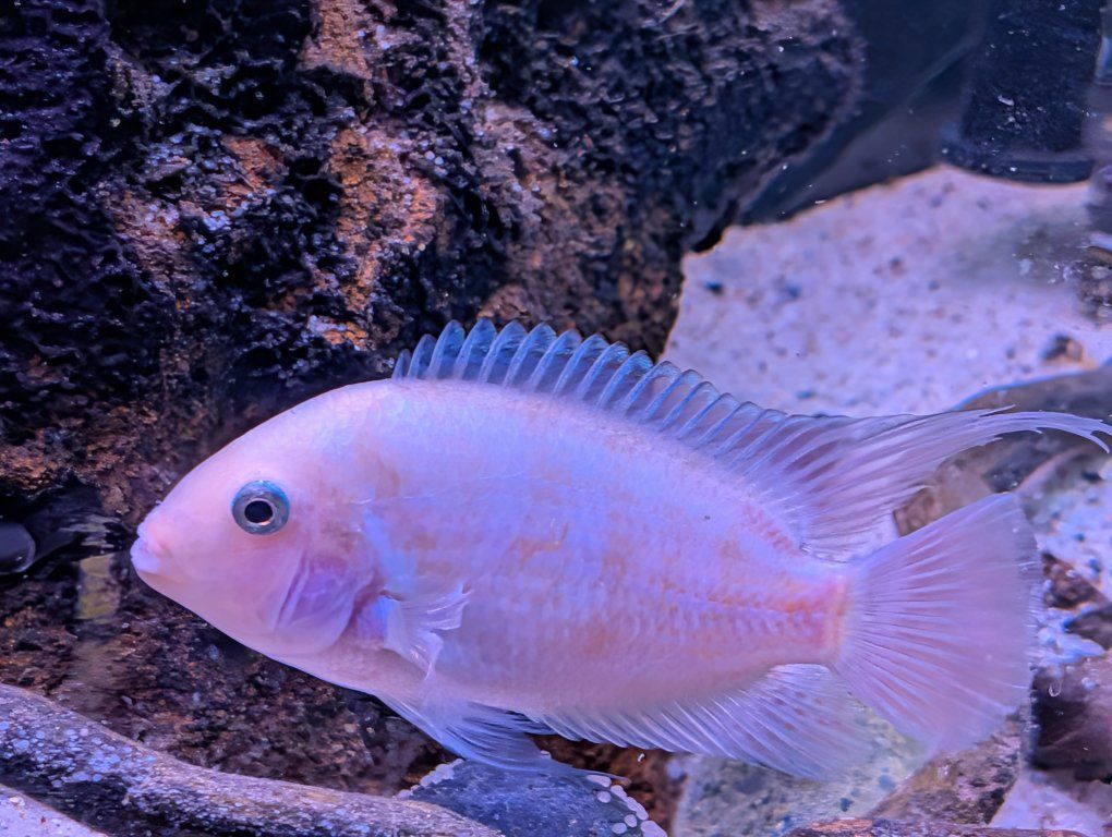 Convict Cichlids