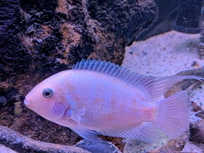 Convict Cichlids