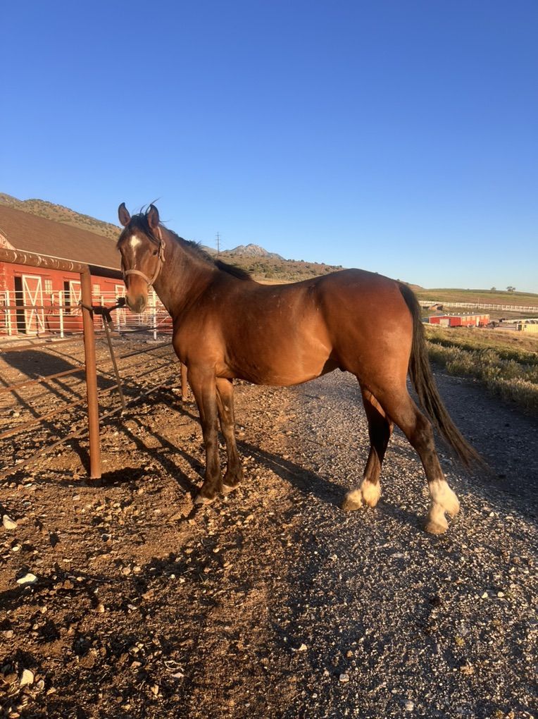 6 Year Old 1/2 Draft Gelding