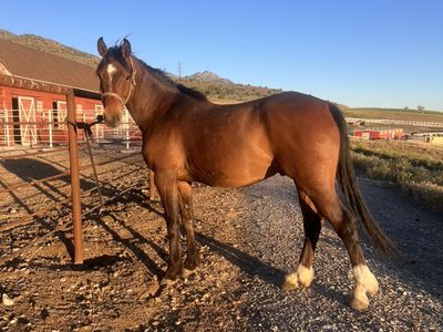 6 Year Old 1/2 Draft Gelding