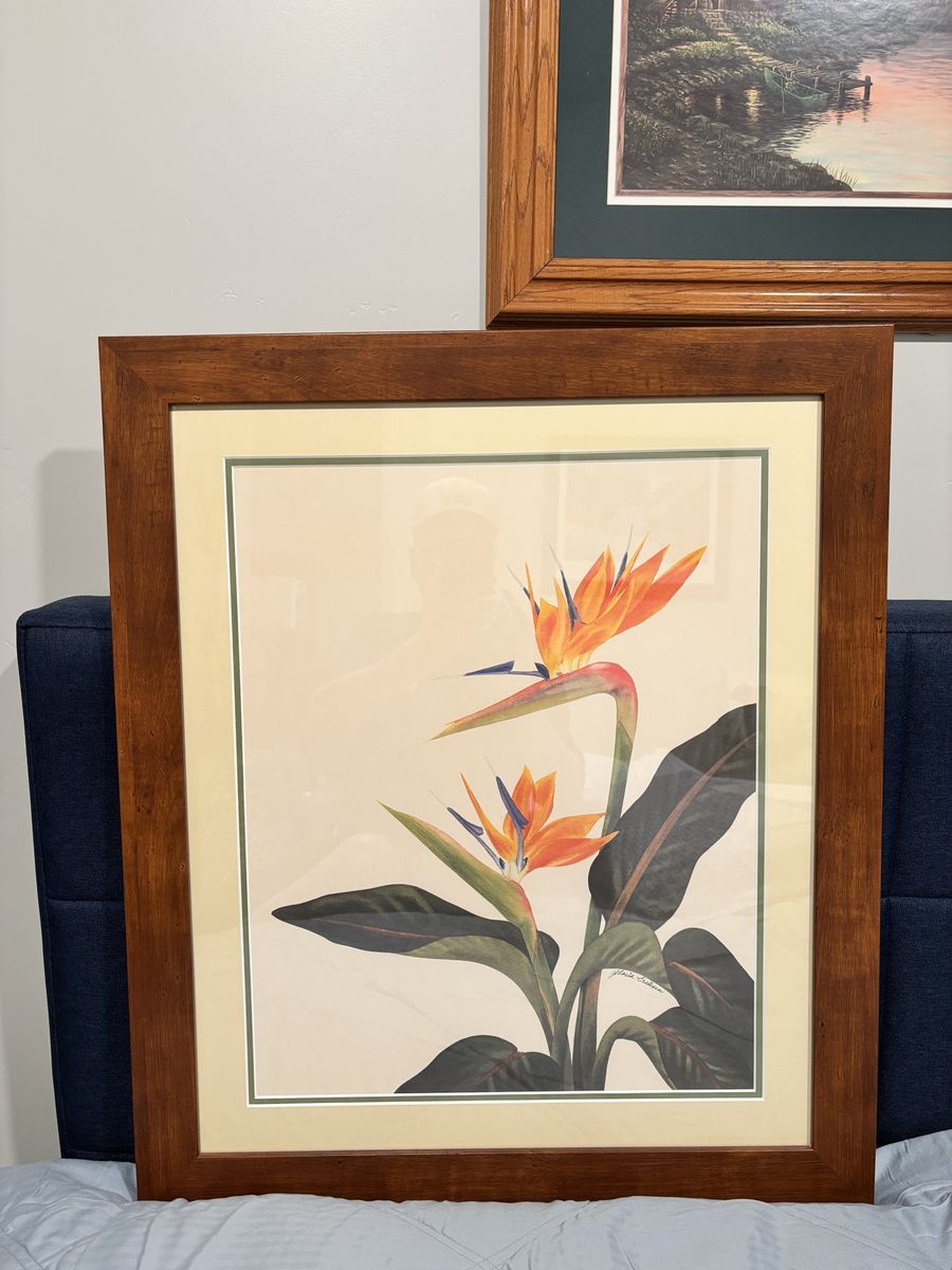 Birds of Paradise Picture