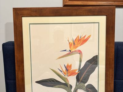 Birds of Paradise Picture