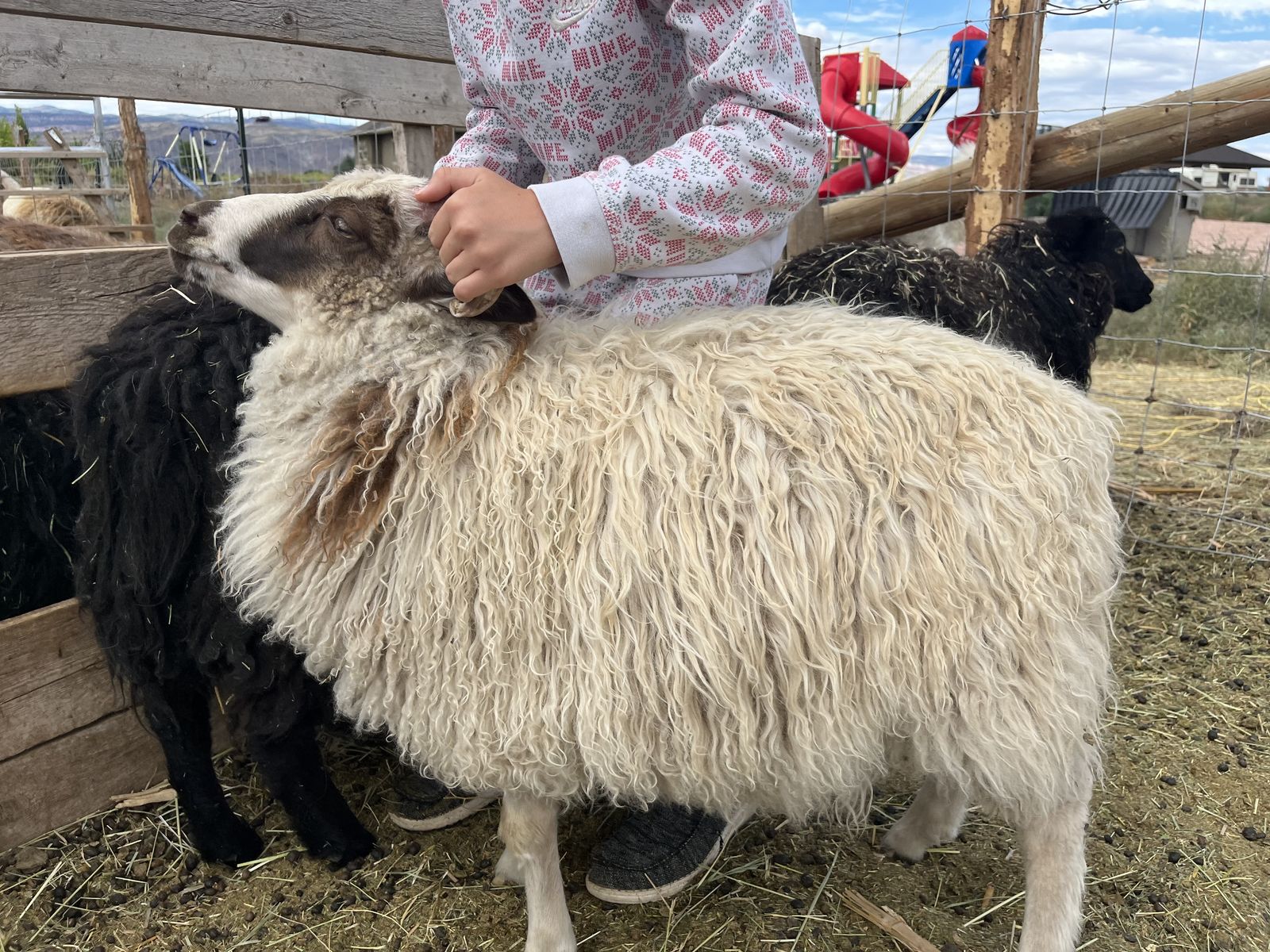 Icelandic Sheep For Sale