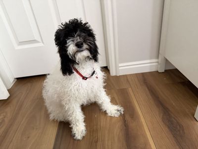 Purebred Mini poodle puppy
