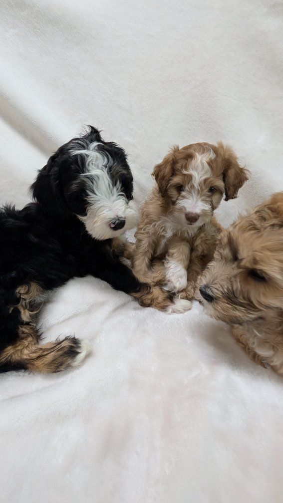 Aussiedoodle puppies for Easter!