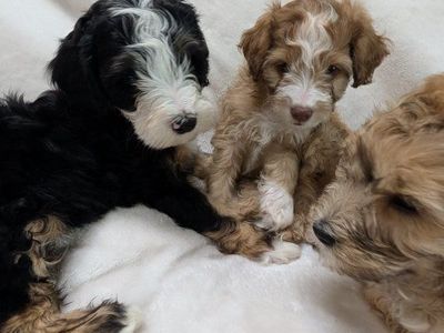 Aussiedoodle puppies for Easter!