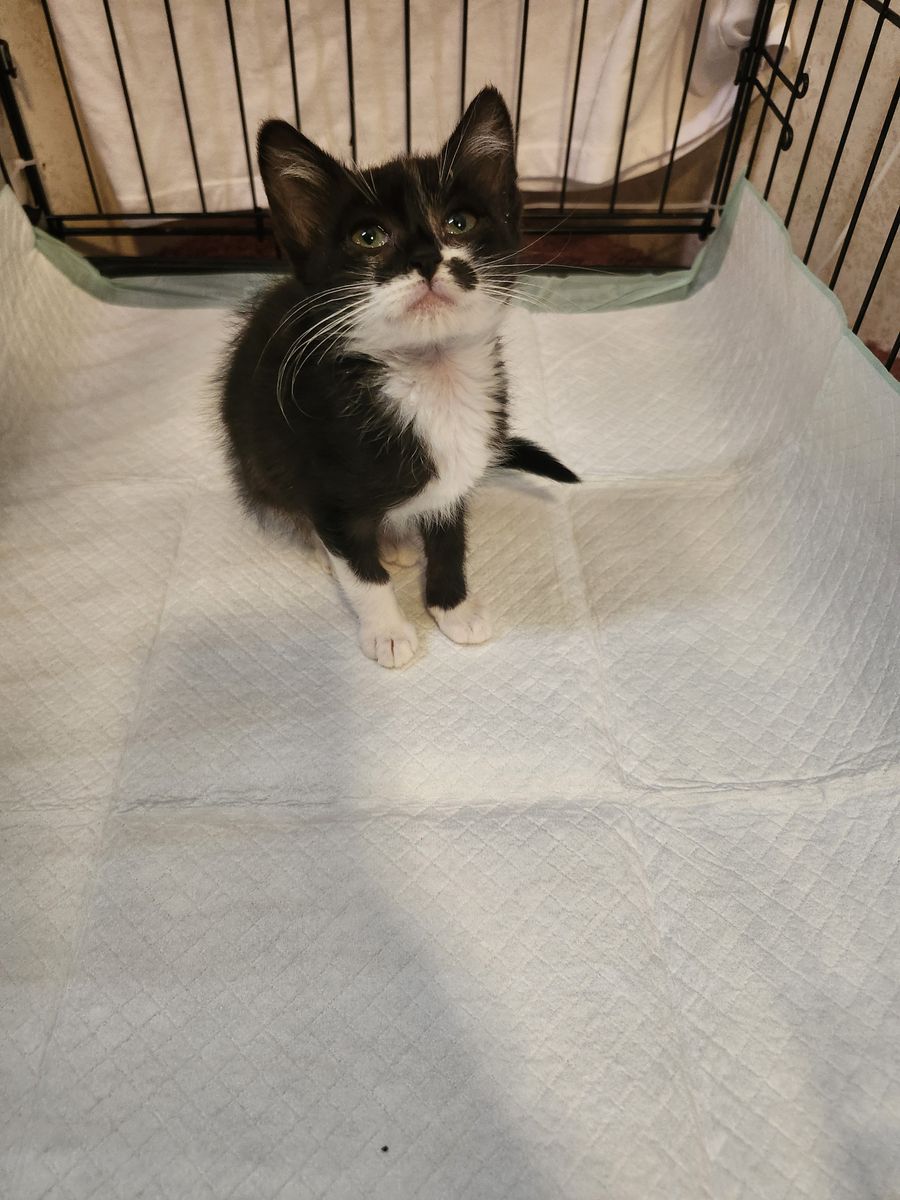 Free Kittens to rehome