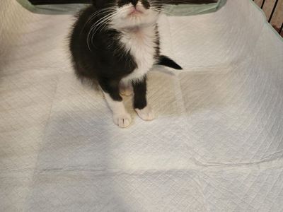 Free Kittens to rehome