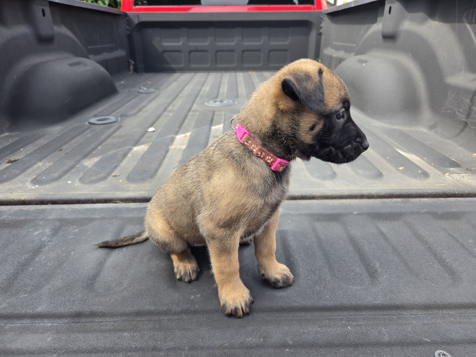 AKC Belgian Malinois Puppies