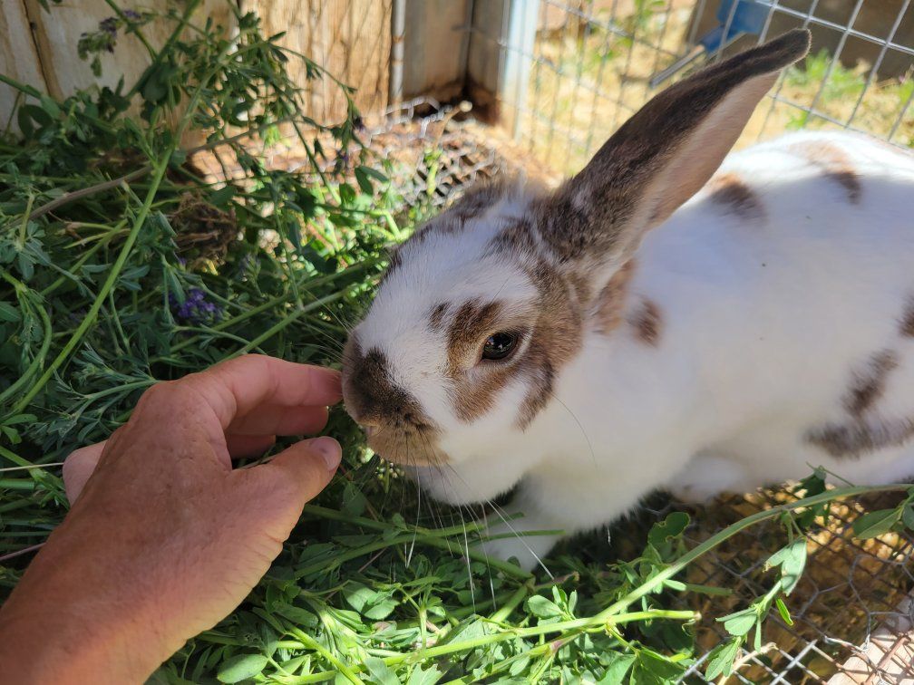 female rex rabbit 1 year old