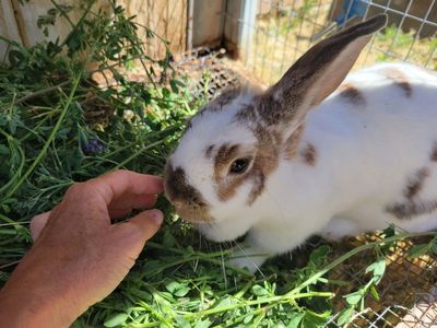 female rex rabbit 1 year old