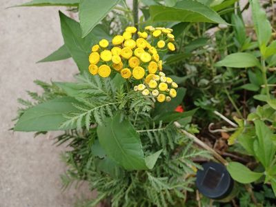 Herb lovers to help Preserve Tons of Herbs from Nutrient Rich Organic Garden