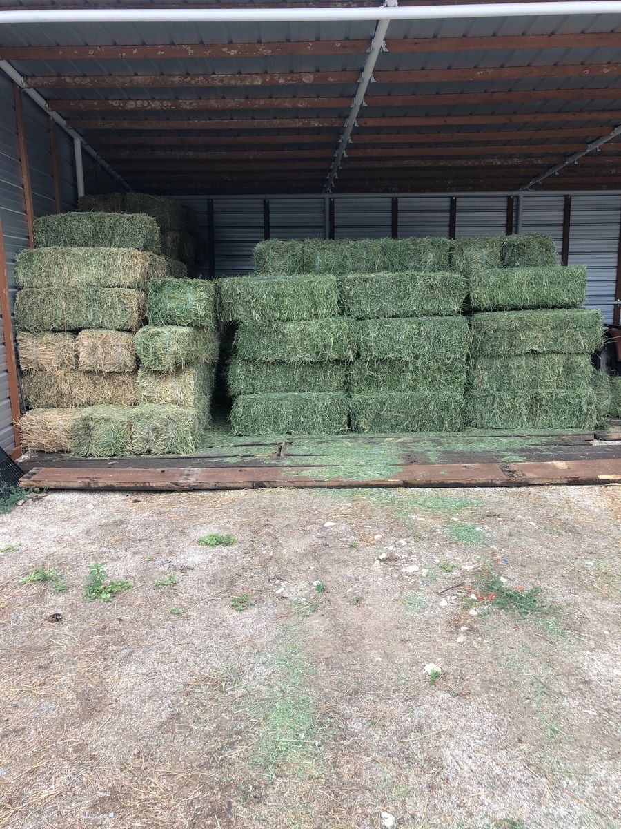 Alfalfa for SALE 