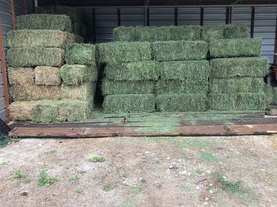 Alfalfa for SALE