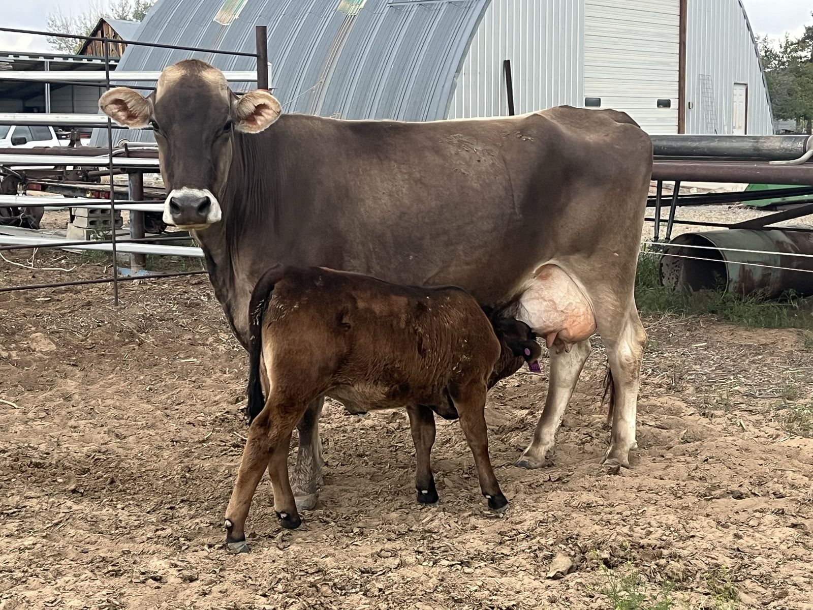 Cow calf pairs for sale