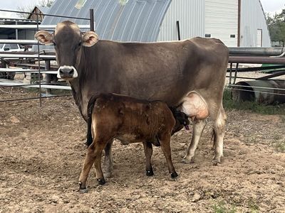 Cow calf pairs for sale
