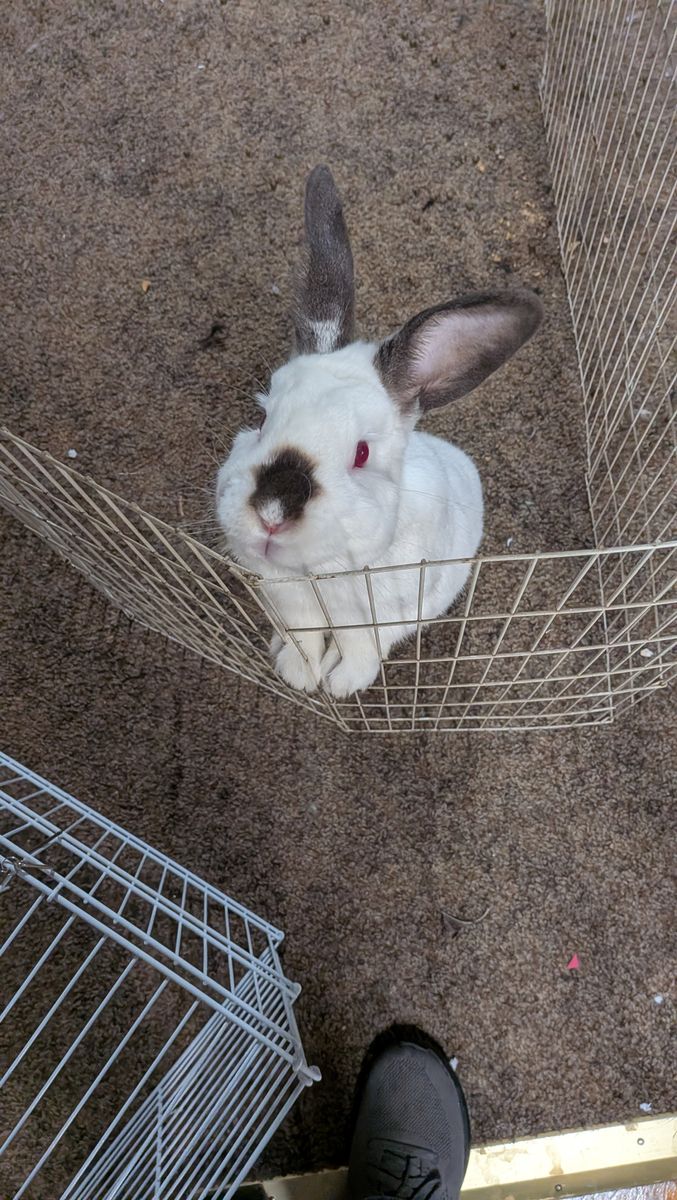 Rabbits in need of loving home