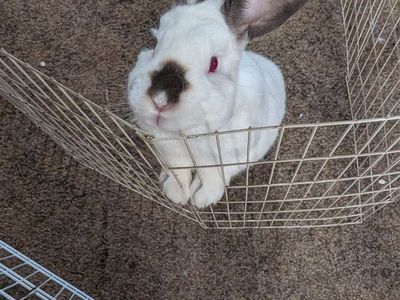 Rabbits in need of loving home