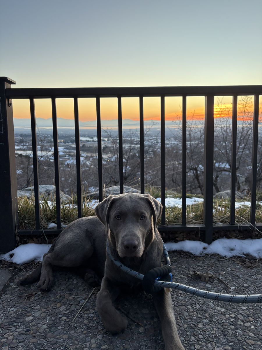 Registered Silver Lab For Stud