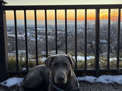 Registered Silver Lab For Stud