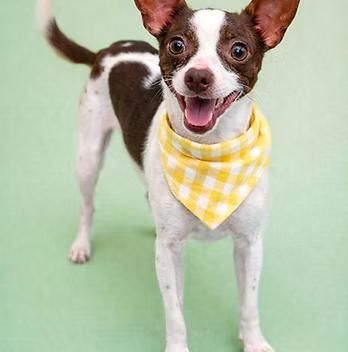 Ryder - Chihuahua - Available for Adoption
