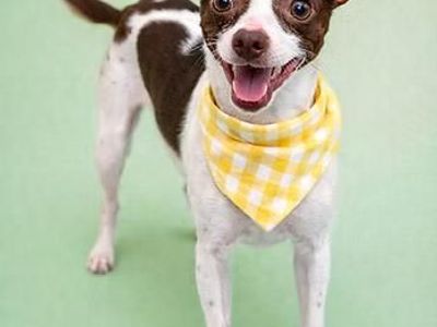 Ryder - Chihuahua - Available for Adoption