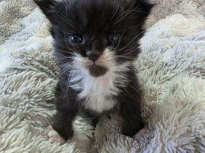 TICA European Maine Coon Kittens