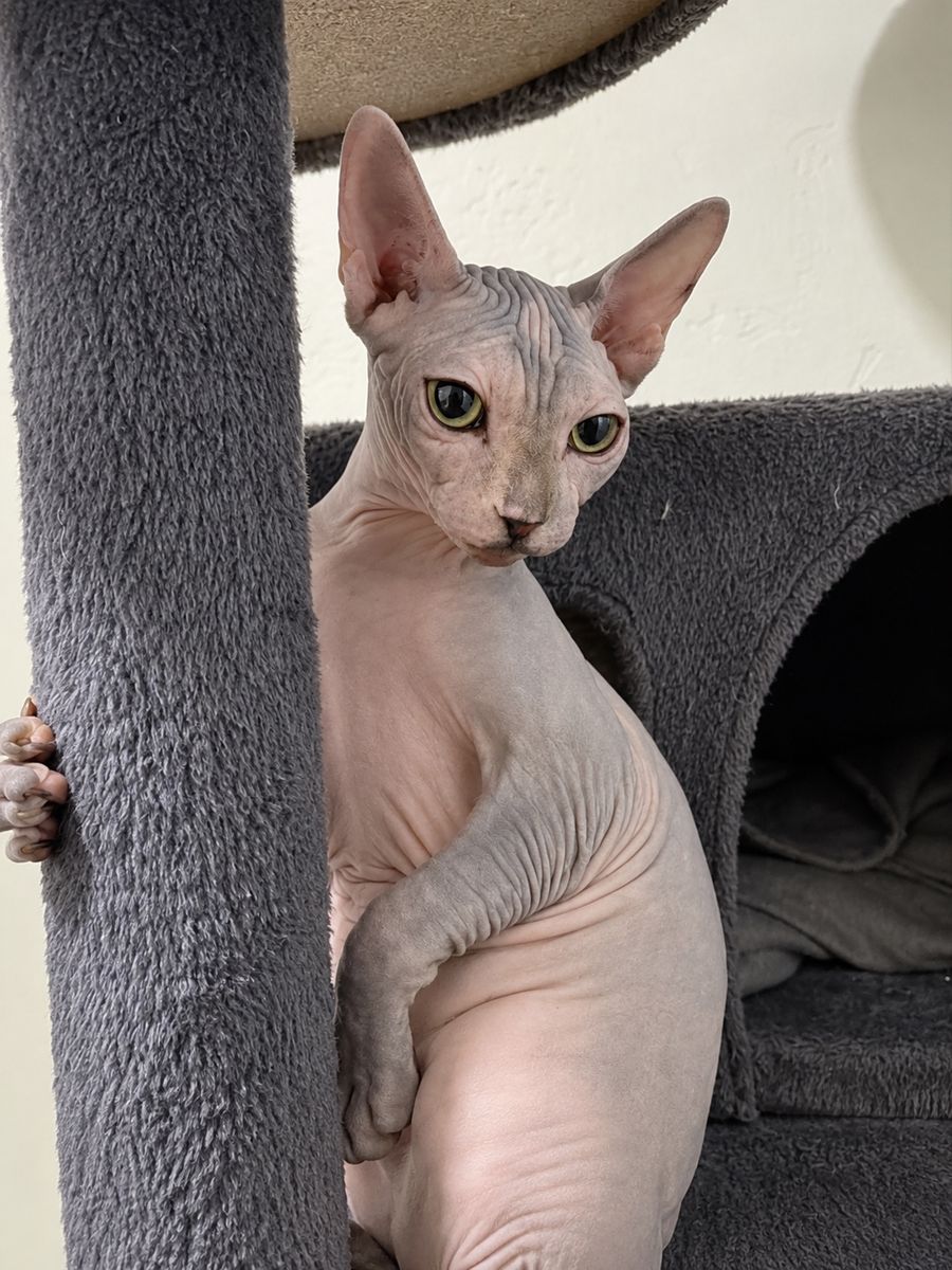Sphynx Cat