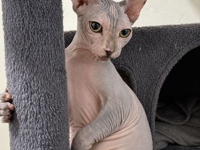 Sphynx Cat