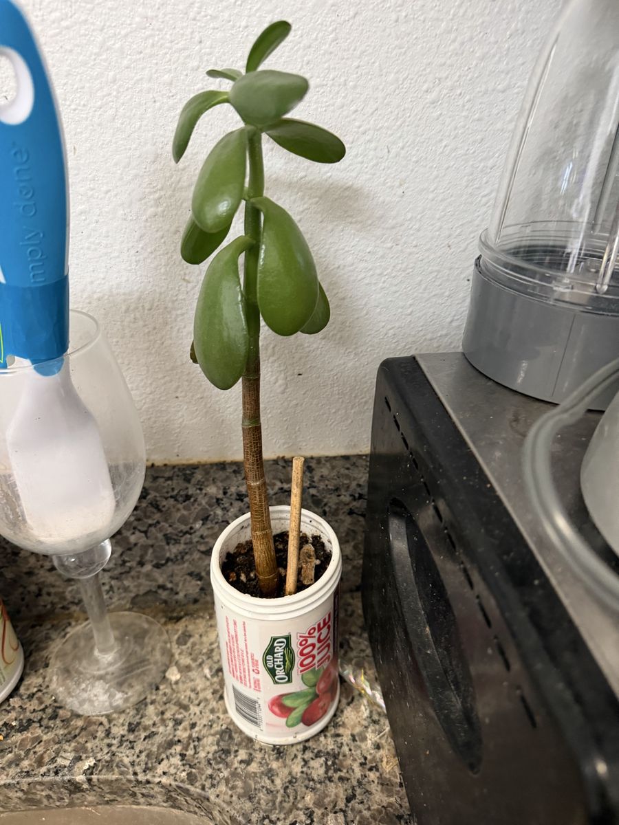 Jade Plant