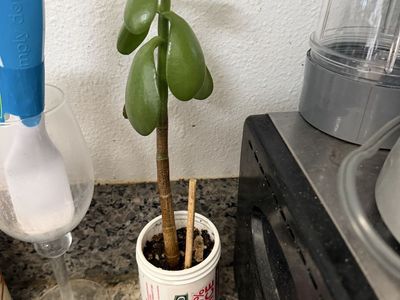 Jade Plant