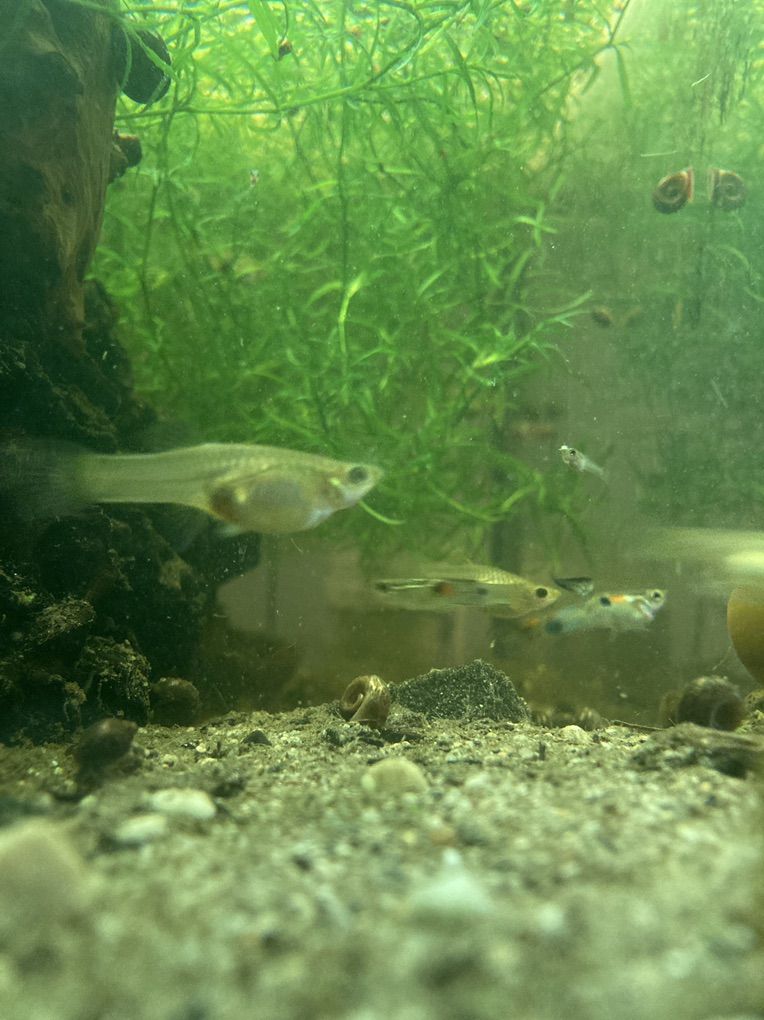 Endler Guppies