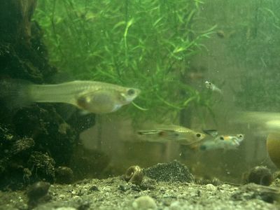 Endler Guppies