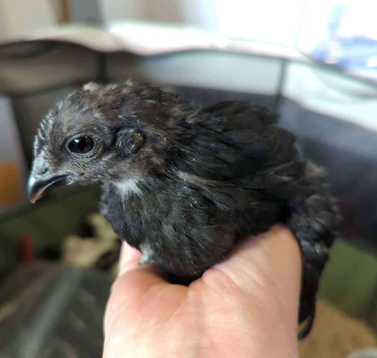 Chicks, Ayam Cemani, Zombie and bym