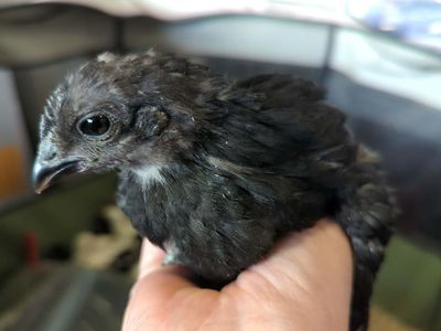 Chicks, Ayam Cemani, Zombie and bym