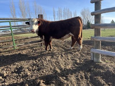 Polled Hereford Bulls