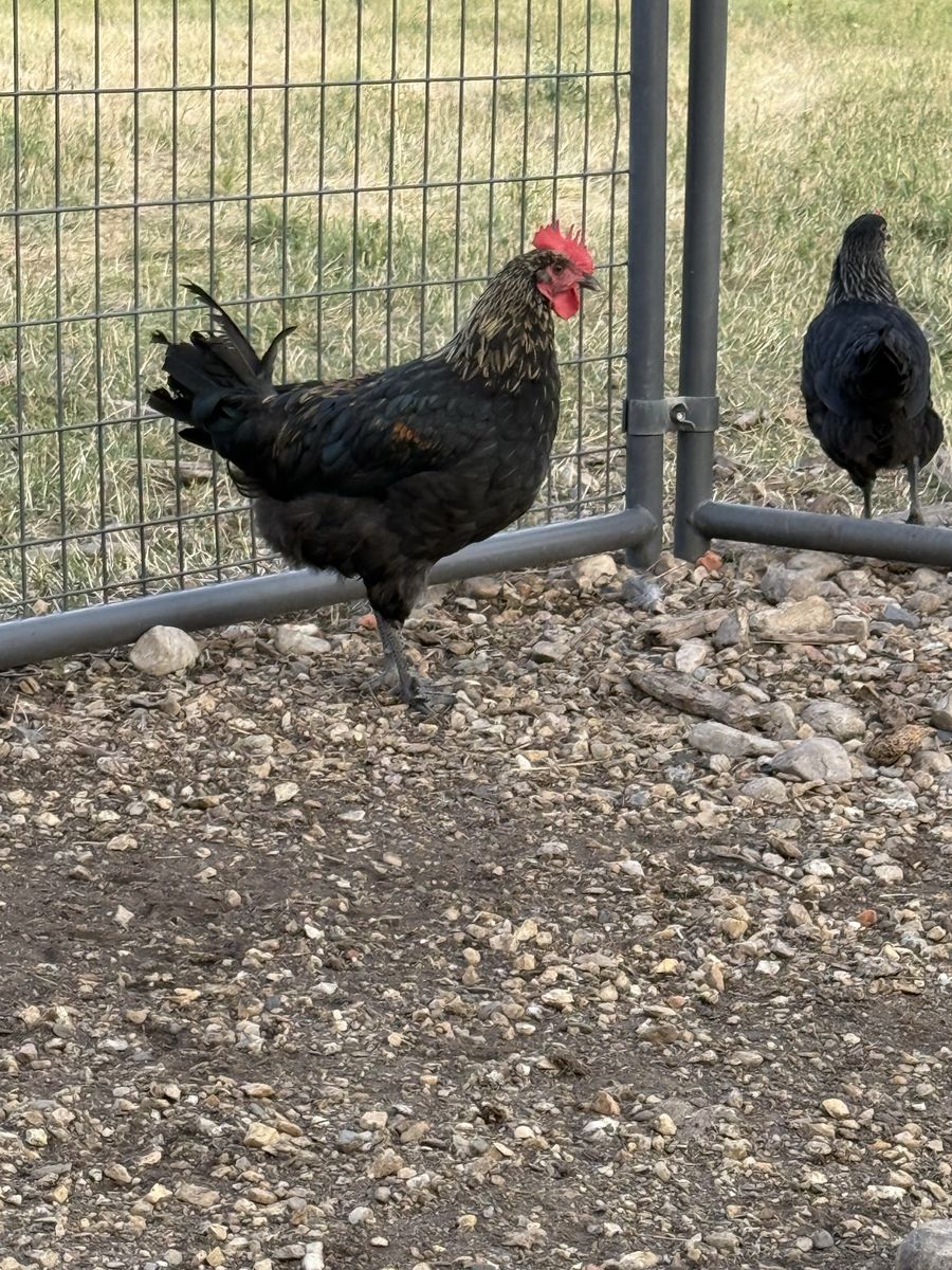 Blue Hue Roosters