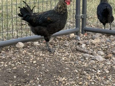 Blue Hue Roosters