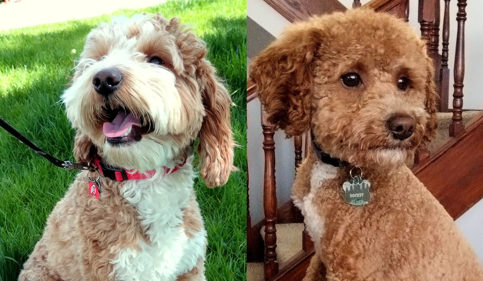 GOLDENDOODLE STUDs Mini Red Golden Tuxedo Parti Stud FF Multi-gen F1B Retriever Poodle Micro