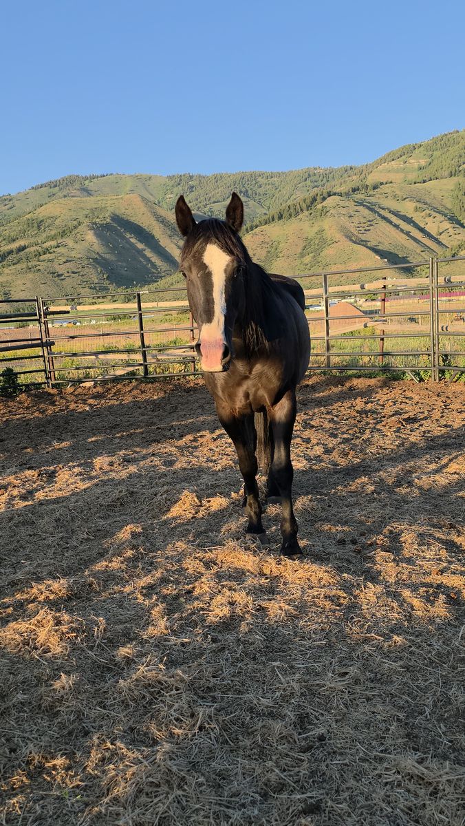 Registered mare